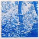 Tomberlin - Projections | Mint (M) Mint (M)