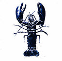 Va - Double Articulation: Folds & Rhizomes Remix Project |